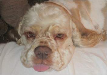 Please help FIDO Friendly win up to $3,000 for dogs in need: Vote