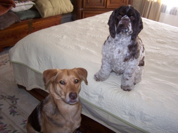 Want to protect your bed from dirty paws? We’ve got a solution: PawsOFF!!