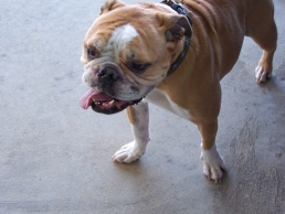 Dog Writers Association of America Announces 2011 Winners