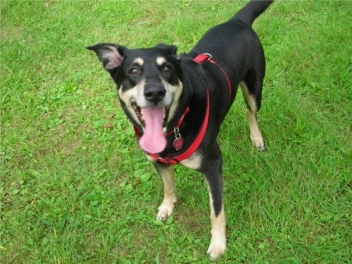 Dog New Year Resolutions: Start the new year off right with your dog