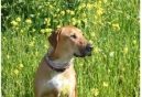 The Humane Society of the United States Forms New Dog Breeders Advisory and Resource Council