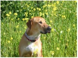 The Humane Society of the United States Forms New Dog Breeders Advisory and Resource Council