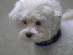 Celebrate Responsible Pet Owners Month with “Martha & Friends”
