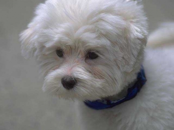 New Treatments for Canine Cancer
