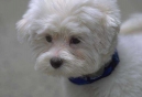 Prevention of Cruelty to Animals Month