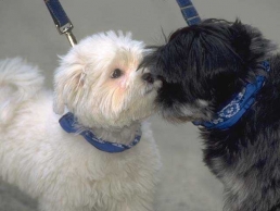 ASPCA Seeks Nominations for Dog, Cat and Kid of the Year