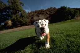 Join in the Puppy Love 5k Run/1 Mile Walk