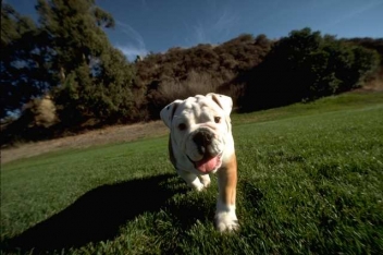Join in the Puppy Love 5k Run/1 Mile Walk