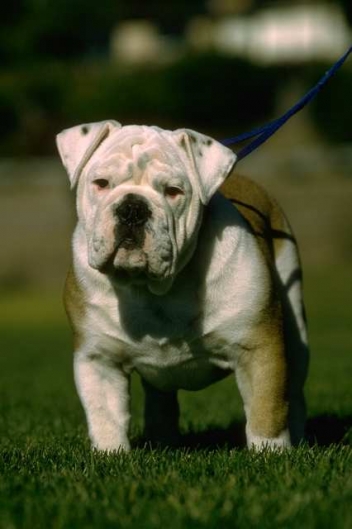 Fatty tumors in dogs: What to do