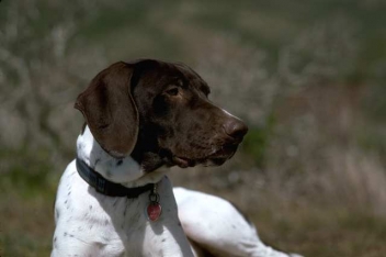How to handle ticks on your dog