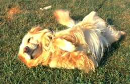 Free Wordpress websites: Help animals in need in your community!