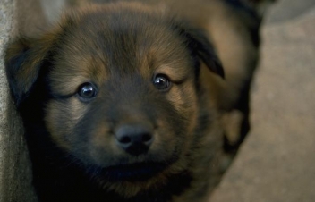 Prescription Meds Top ASPCA’s List of 2011’s Top 10 Toxins