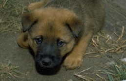 Stay awhile: Gala honors those who give in the name of dog