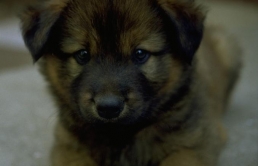 Would you train your dog to use the toilet? One woman says “here’s how!”