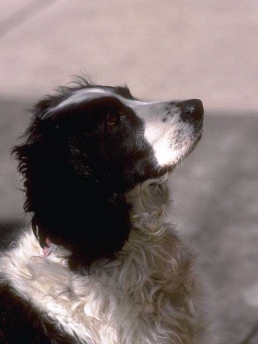 Dogs from 44 states and 3 foreign countries win awards