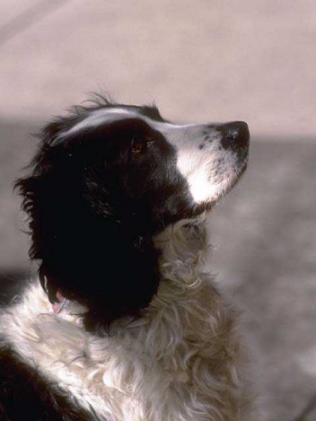 Dogs from 44 states and 3 foreign countries win awards