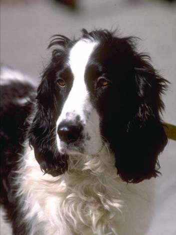 How can I get my dog to stop barking at visitors?