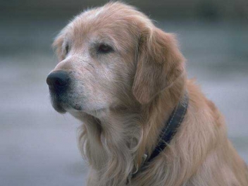 Dogs in Japan update: Japan Earthquake Animal Rescue and Support (JEARS) reaches out
