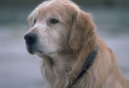 National Window Safety Week and Dogs