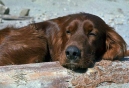 Harvest Inn’s 2012 ‘Love Me, Love My Dog’ Package