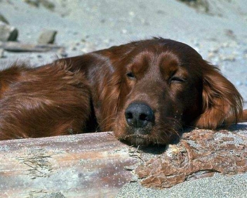 Harvest Inn’s 2012 ‘Love Me, Love My Dog’ Package