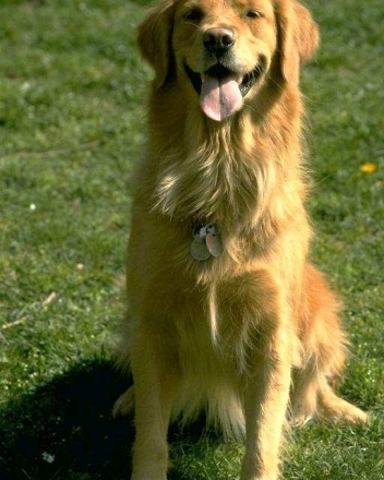 Holiday marks start of Summer in your National Parks: Dogs welcome at many