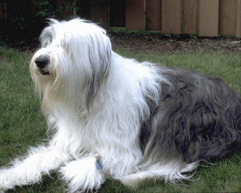 California may soon require groomers to earn licenses