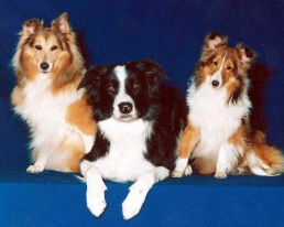 Westminster Kennel Club Dog Show TV commentators sneak peak