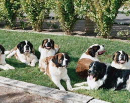 Osteoarthritis and dogs
