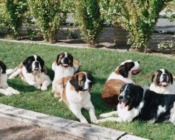 Osteoarthritis and dogs
