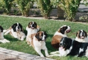 Top 10 Dog and Cat Medical Conditions of 2011