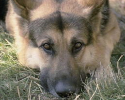Get ready for National Dental Health Month for Pets