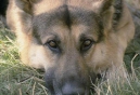 Landmark Court Decision In North America Where Temporary ‘Custody’ Of Pets Is Awarded