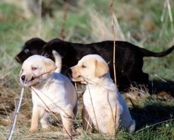EXPOTV.com offering samples of Nutro Natural Choice or Ultra Dry Dog Food for FREE