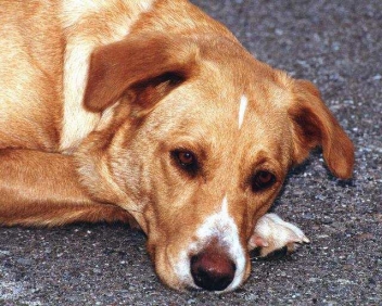 Unraveling the mystery that is FIDO’s DNA