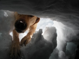 Paw & Order: Fido as Sherlock Bones