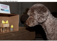 FIDO Friendly Marshmallow Peeps and Dogs Photo Contest Winners