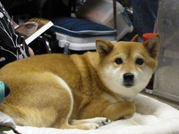 Behind the Scenes at the Westminster Kennel Club Dog Show 2012