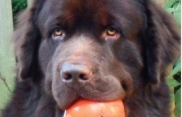 Leroy