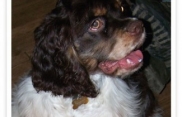 Sammy