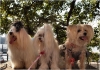 FIDO Friendly magazine Dogs in Love Photo Contest: Valentine’s Day Fun and Prizes