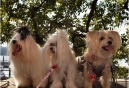 FIDO Friendly magazine Dogs in Love Photo Contest: Valentine’s Day Fun and Prizes