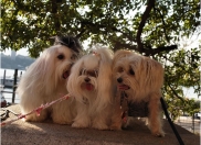 FIDO Friendly magazine Dogs in Love Photo Contest: Valentine’s Day Fun and Prizes