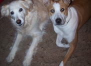 FIDO Friendly magazine Dogs in Love Photo Contest: Valentine’s Day Fun and Prizes