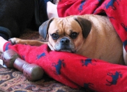 FIDO Friendly magazine Dogs in Love Photo Contest: Valentine’s Day Fun and Prizes