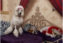 Nemacolin Woodlands Resort Plans Silver Anniversary: Wooflands Celebrates, Too!
