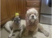 FIDO Friendly magazine Dogs in Love Photo Contest: Valentine’s Day Fun and Prizes