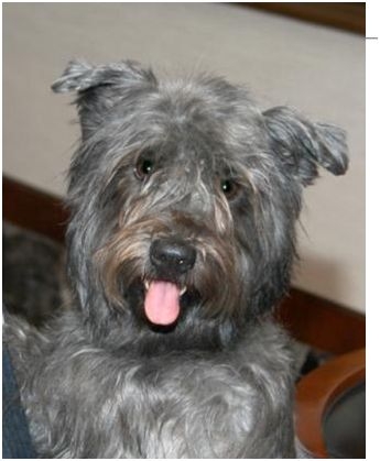Think you know which dog breeds are Irish? You might be surprised!