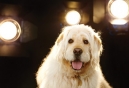 How to Break a Dog Into Show Business