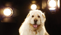 How to Break a Dog Into Show Business